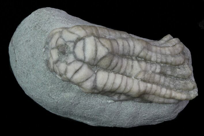 Bargain, Sarocrinus Crinoid Fossil - Crawfordsville, Indiana #68508